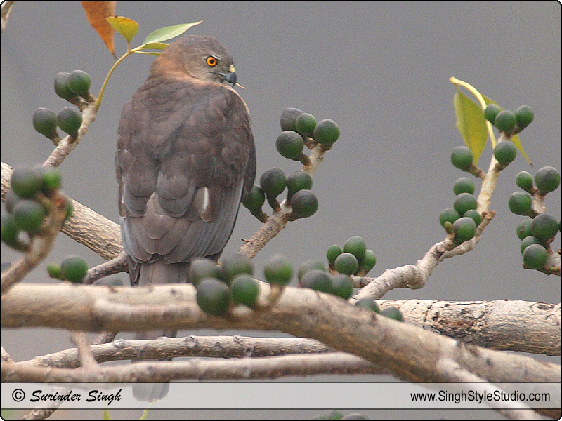 Bird Photography in India by Nature & Wildlife Photographer Surinder Singh  Delhi India