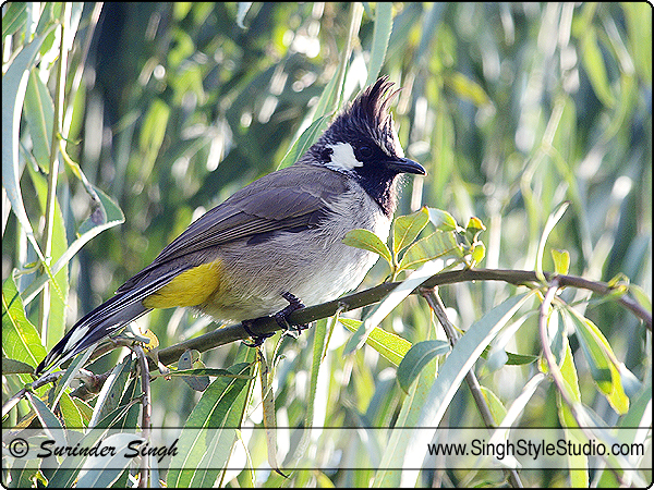Bird Photography in Delhi India Nature Wildlife Photographer Surinder Singh Delhi India