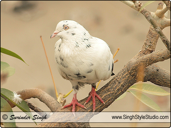 Birds Nature Photography Photographer India Delhi