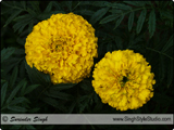 Flowers Photography in India