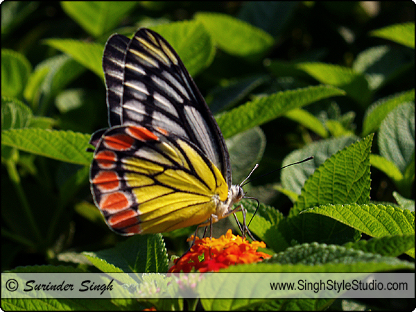 Common Jezebel (Delias Eucharis) Butterfly Photography India Nature Photographer