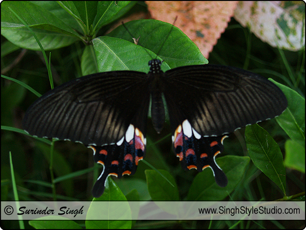 Common Mormon (Papilio Polytes) Butterfly Photography India Nature Photographer
