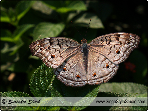 Grey Pansy (Junonia Genus) Butterfly Photography India Nature Photographer