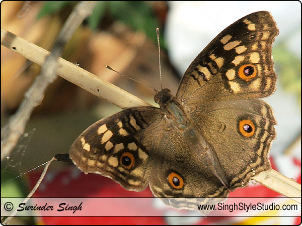 Lemon Pansy (Precis Lemonias) Butterfly Photography India Nature Photographer