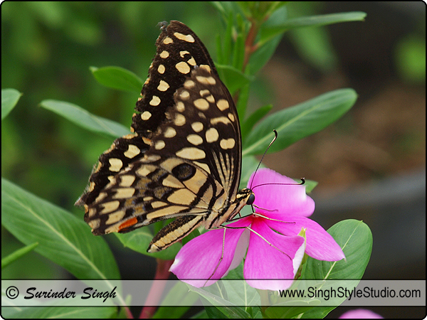 Butterfly Photography Nature Photographer Delhi India