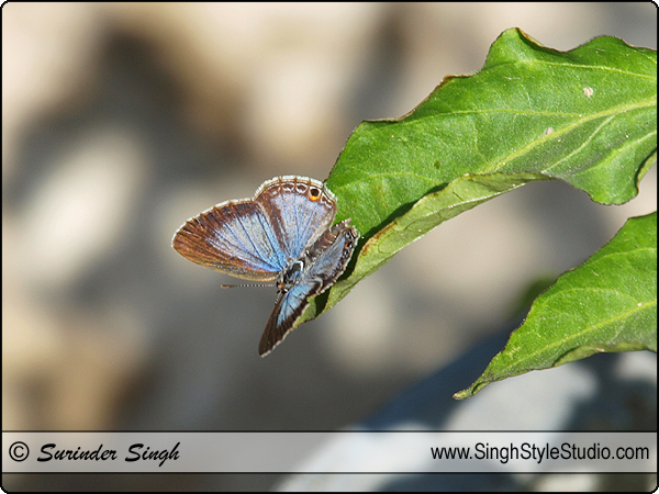 Butterfly Photography Nature Photographer Delhi India