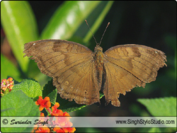 Butterflies Nature Photography Delhi India