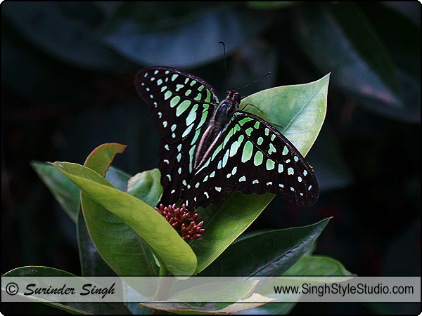 Tailed Jay (Graphium Agamemnon) Butterfly Photography India Nature Photographer
