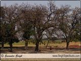 Landscape Photography in India, Landscape Photographer