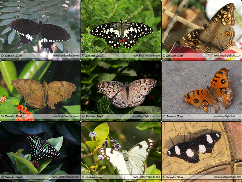 Butterfly Serial Photography in India by Indian Nature and Wldlife Photographer