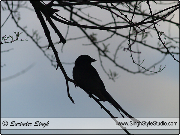 Silhouette Birds Nature Photography Delhi India