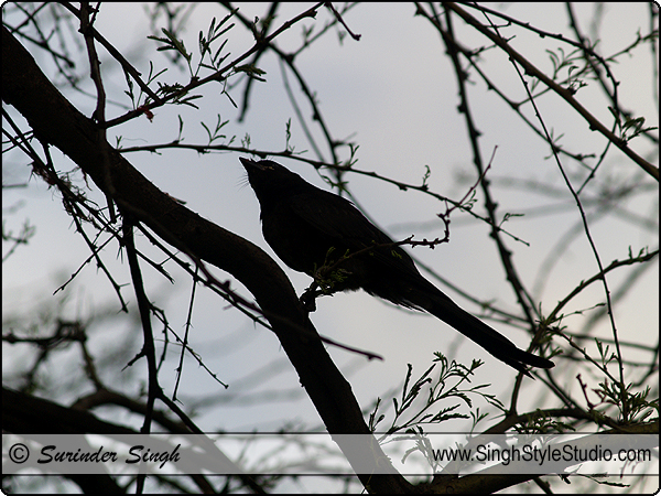 Silhouette Birds Nature Photography Delhi India