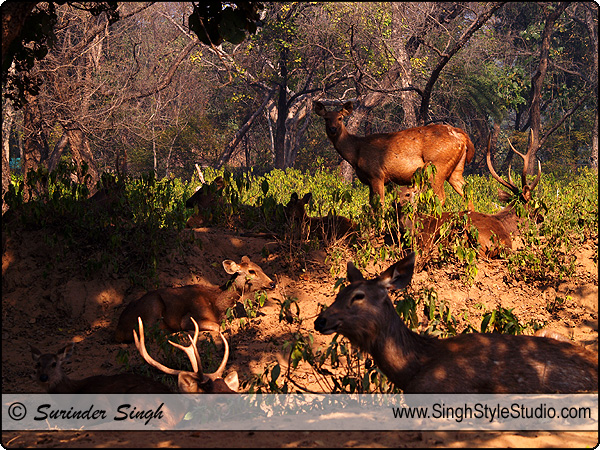 Wildlife Photography, India, Wildlife Photographer