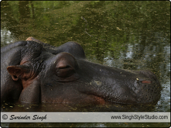 Wildlife Photography, India
